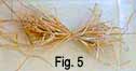 towelscarecrow5.jpg - 1721 Bytes